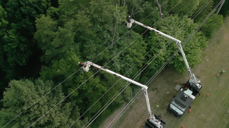 Best Tree Trimming and Pruning  in Waynesboro, GA